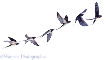 Swallow in flight series