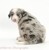 Merle Border Collie puppy