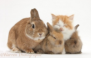 Kitten and bunny rabbits