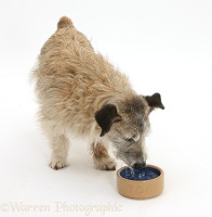 Patterdale x Jack Russell Terrier drinking