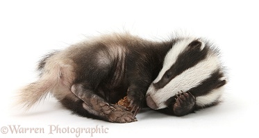Playful young Badger with a fir cone