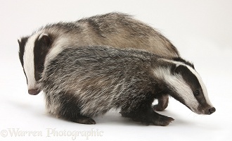 Two playful young Badgers