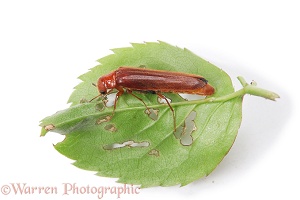 Diversicornia beetle