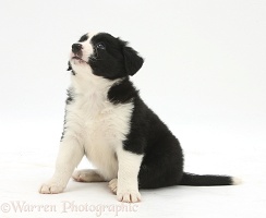 Black-and-white Border Collie puppy, 6 weeks old, sitting