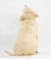 Golden Retriever pup, back view