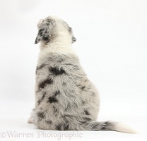 Merle Border Collie puppy, 6 weeks old, back view