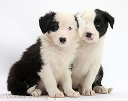 Black-and-white Border Collie pups, 6 weeks old