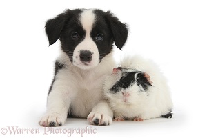 Black-and-white Border Collie puppy and Guinea pig