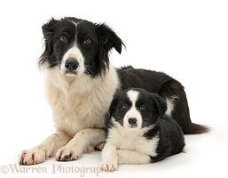 Black-and-white Border Collie and pup, 6 weeks old