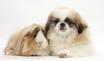 Pekingese pup and Guinea pig