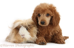 Apricot miniature Poodle pup and Guinea pig