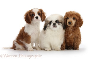 King Charles pup with Pekingese pup and Poodle pup