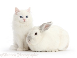 White Maine Coon-cross kitten and white rabbit