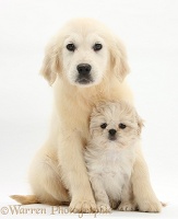 Golden Retriever pup with Shih-tzu pup