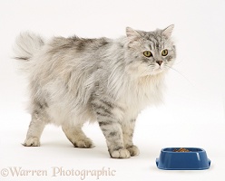 Chinchilla Persian cat with food