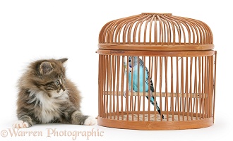 Maine Coon kitten and Budgie