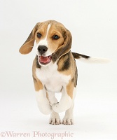 Beagle pup running