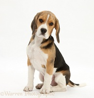 Beagle pup sitting