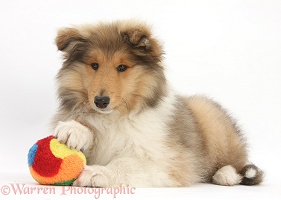 Rough Collie pup with a soft ball toy