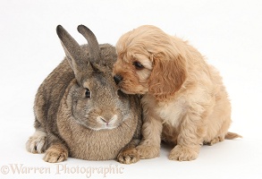 Agouti rabbit and Cavapoo pup, 6 weeks old