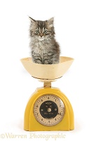 Tabby kitten, being weighed