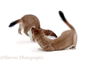 Stoats playing