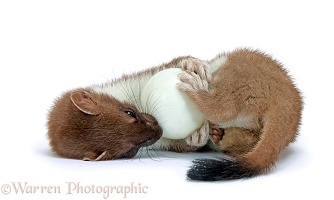 Stoat with egg