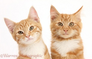 Two ginger kittens