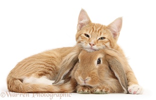Sleepy ginger kitten with Sandy Lionhead-Lop rabbit