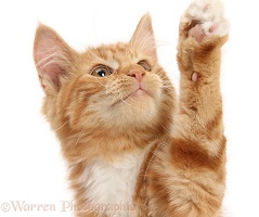 Ginger kitten reaching up with a paw
