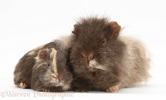 Chocolate shaggy Guinea pig and baby
