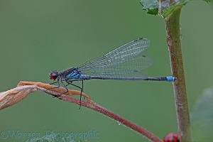 Small Red-eyed Damselfly after rain