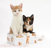 Kittens in a box