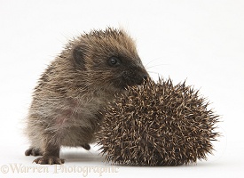 Young Hedgehogs