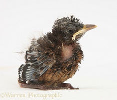 Baby Blackbird