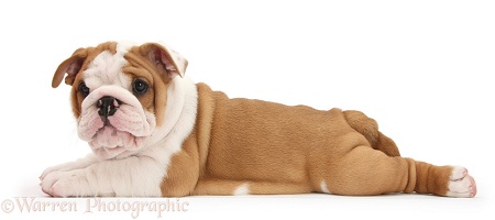 Bulldog pup, 8 weeks old, lying stretched out