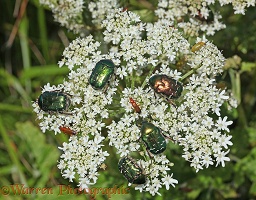 Rose chafers