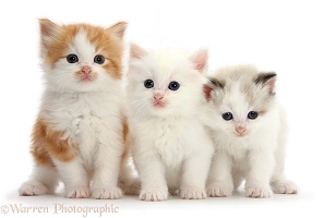 White, colourpoint, and ginger-and-white kittens