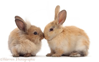 Young sandy rabbits nose-to-nose