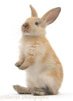 Young rabbit standing up