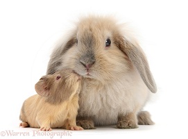 Baby Guinea pig and rabbit