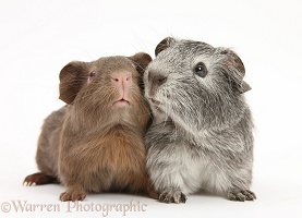 Silver and chocolate baby Guinea pigs