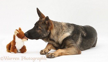 Alsatian and soft toy fox