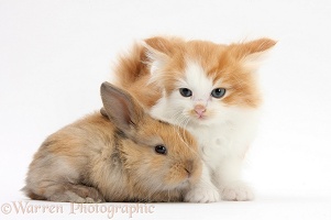Ginger-and-white kitten with a baby rabbit