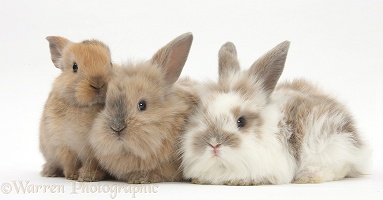 Three baby Lionhead-cross rabbits