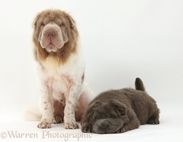 Bearcoat Shar Pei mother and pup