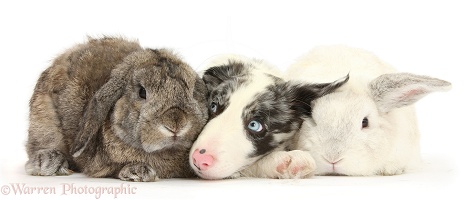 Border Collie pup and white rabbits
