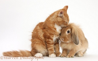Ginger kitten sniffing Sandy Lionhead rabbit