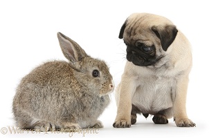 Fawn Pug pup, 8 weeks old, and young rabbit