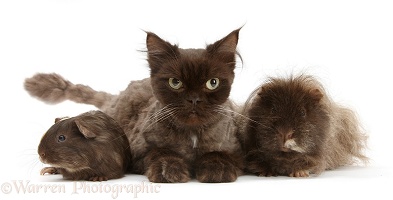 Chocolate cat and Guinea pigs